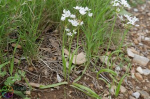 allium subhirsutum (1).jpg